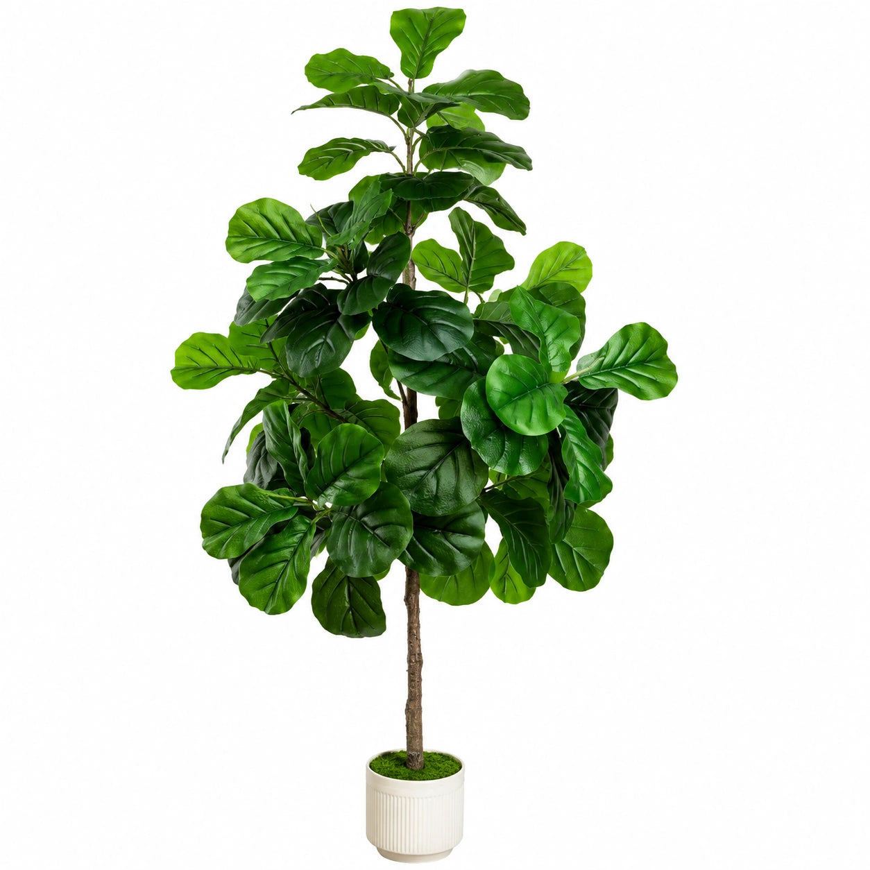 Pianta di Fico Lyrata Artificiale 150 cm con Vaso Bianco