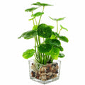 Pianta Artificiale Centella in Vaso di Vetro con Ciottoli